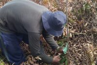 rogram ini merupakan program perlindungan dan pemulihan atau restorasi lahan gambut melalui agroforestri di Desa Jati Mulyo, Kecamatan Dendang, Kabupaten Tanjung Jabung Timur, Provinsi Jambi. Foto : Belantara Foundation