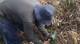 rogram ini merupakan program perlindungan dan pemulihan atau restorasi lahan gambut melalui agroforestri di Desa Jati Mulyo, Kecamatan Dendang, Kabupaten Tanjung Jabung Timur, Provinsi Jambi. Foto : Belantara Foundation