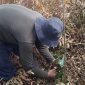 rogram ini merupakan program perlindungan dan pemulihan atau restorasi lahan gambut melalui agroforestri di Desa Jati Mulyo, Kecamatan Dendang, Kabupaten Tanjung Jabung Timur, Provinsi Jambi. Foto : Belantara Foundation